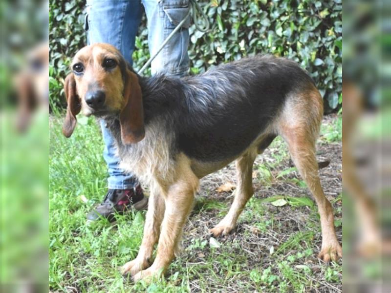 Tyron - der Schnüffler sucht ein Zuhause