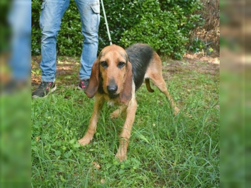 Tyron - der Schnüffler sucht ein Zuhause