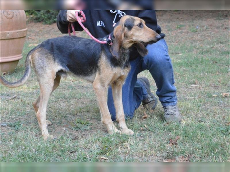 Tyron - der Schnüffler sucht ein Zuhause