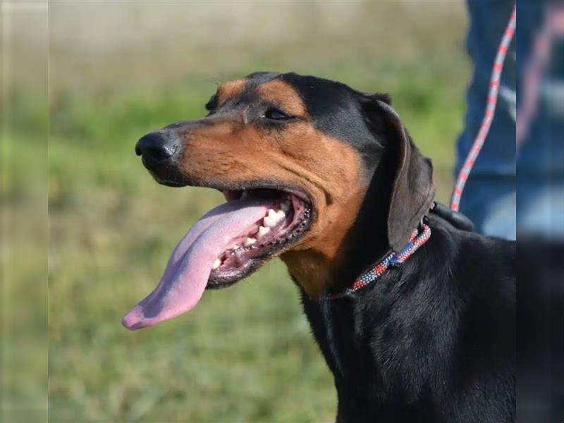 NOTFALL - „Lena“, hält den Stress im Tierheim nicht aus. Ca. 2022 geb. Weint ganz doll im Zwinger