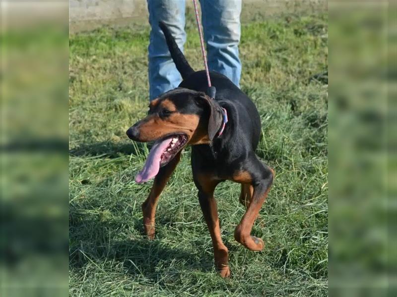 NOTFALL - „Lena“, hält den Stress im Tierheim nicht aus. Ca. 2022 geb. Weint ganz doll im Zwinger