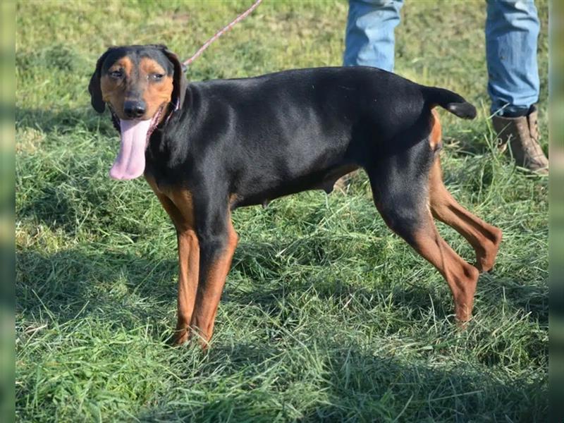 NOTFALL - „Lena“, hält den Stress im Tierheim nicht aus. Ca. 2022 geb. Weint ganz doll im Zwinger