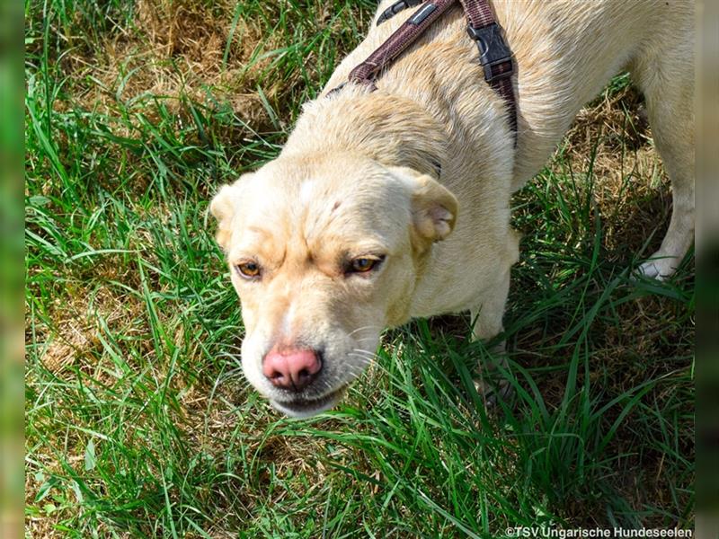 Katie - ihre Spitzen Ohren sind ein Unikat