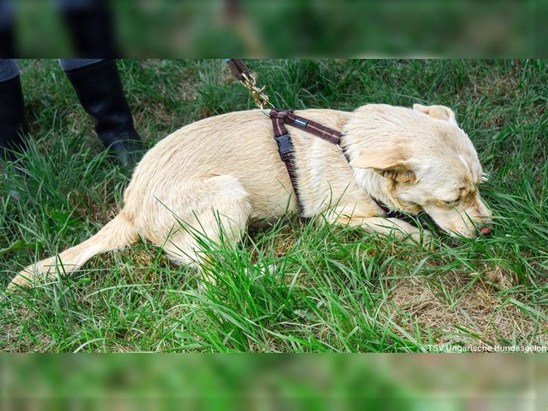 Katie - ihre Spitzen Ohren sind ein Unikat