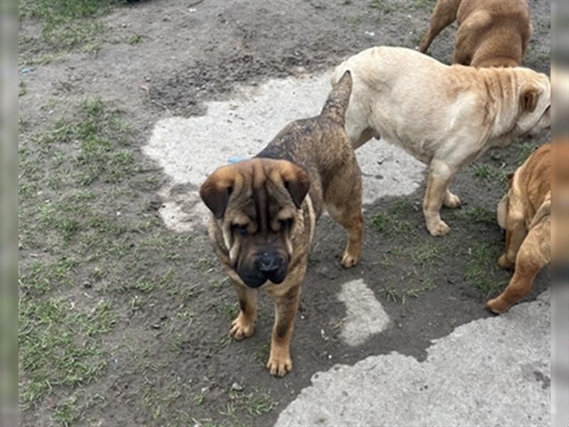 Junghunde Shar-Pei zur Abgabe bereit