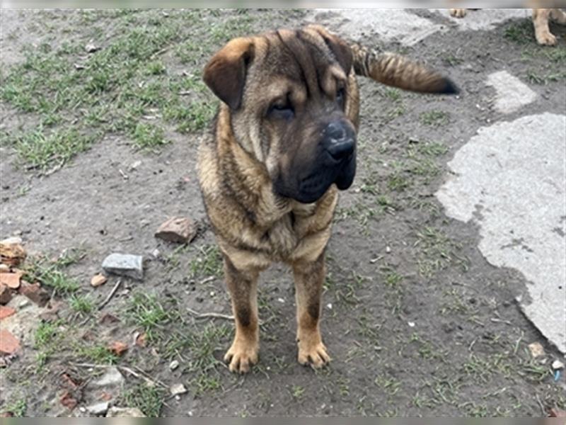 Junghunde Shar-Pei zur Abgabe bereit