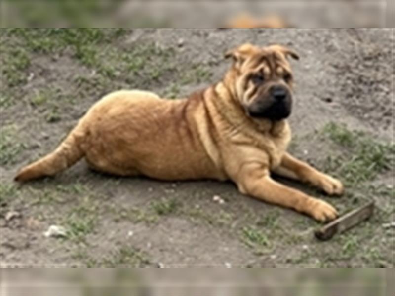 Junghunde Shar-Pei zur Abgabe bereit