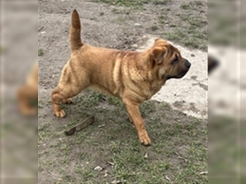 Junghunde Shar-Pei zur Abgabe bereit