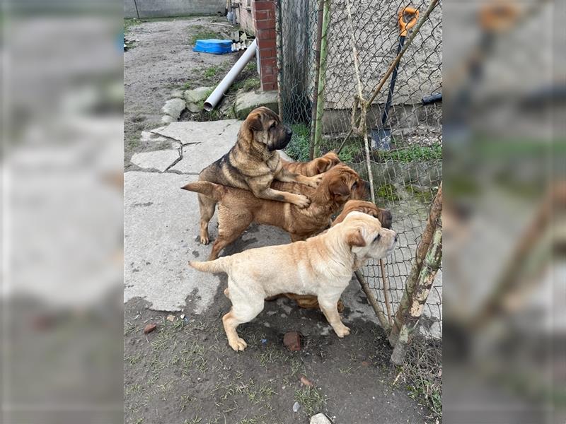 Junghunde Shar-Pei zur Abgabe bereit