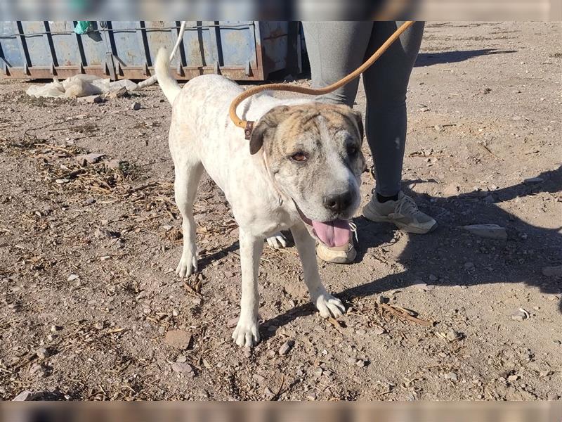 Sita- vertrauensselige Shar Pei Mix Dame