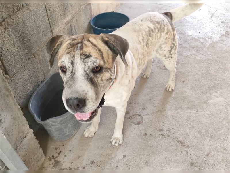 Sita- vertrauensselige Shar Pei Mix Dame