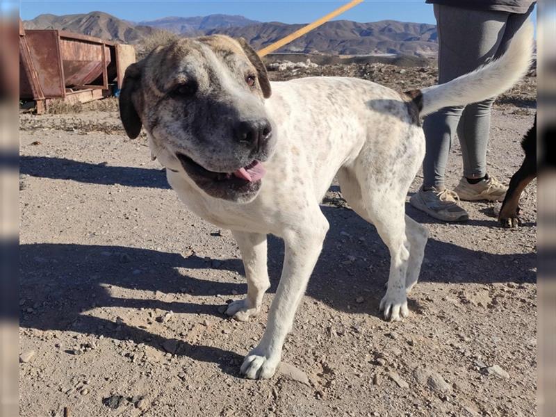 Sita- vertrauensselige Shar Pei Mix Dame