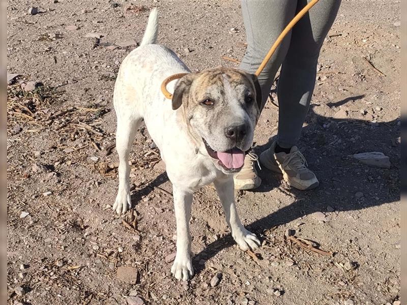 Sita- vertrauensselige Shar Pei Mix Dame