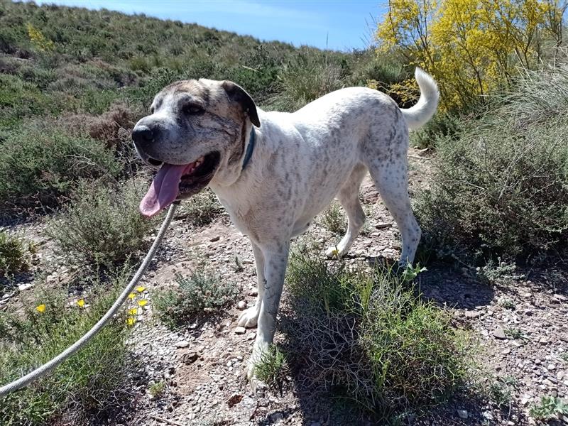 Sita- vertrauensselige Shar Pei Mix Dame