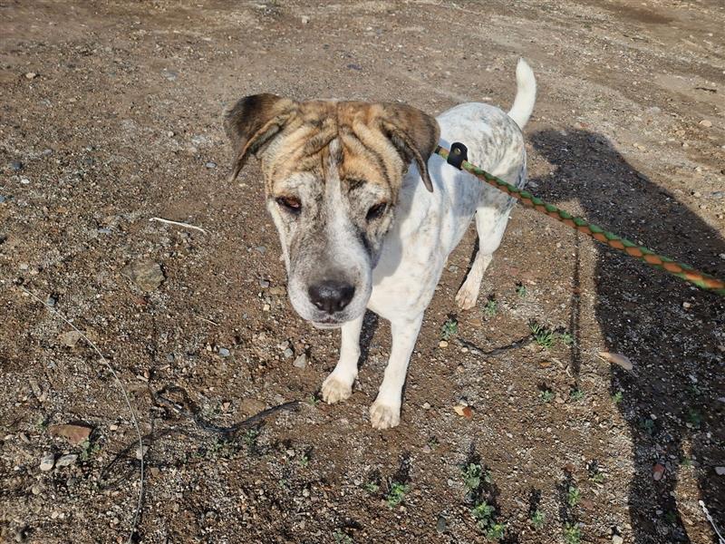 Sita- vertrauensselige Shar Pei Mix Dame