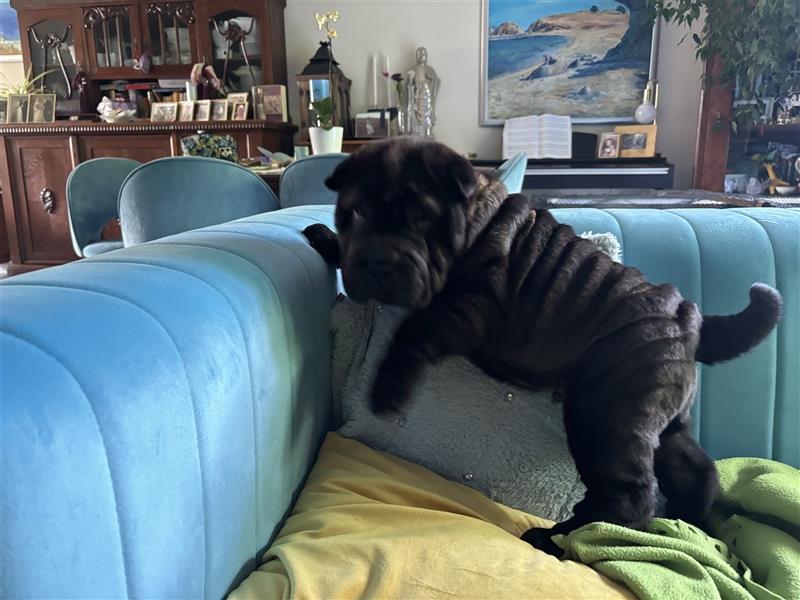 DAS HAUS MIT SHAR-PEI WELPEN - Rassehunde FCI-Profesionelle Zucht