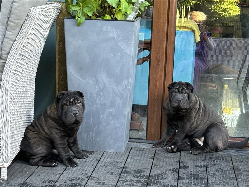 DAS HAUS MIT SHAR-PEI WELPEN - Rassehunde FCI-Profesionelle Zucht