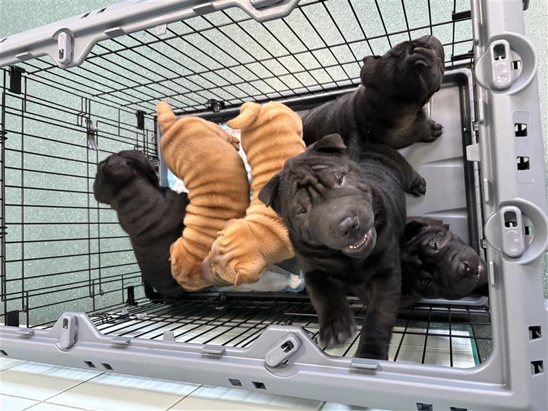 DAS HAUS MIT SHAR-PEI WELPEN - Rassehunde FCI-Profesionelle Zucht