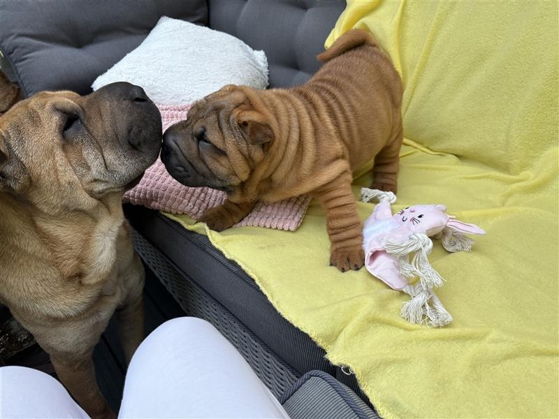 DAS HAUS MIT SHAR-PEI WELPEN - Rassehunde FCI-Profesionelle Zucht