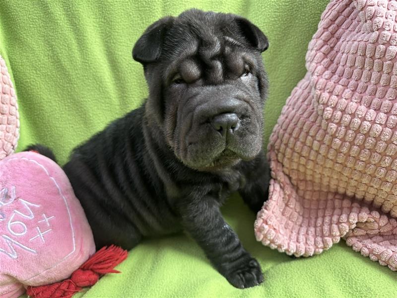 DAS HAUS MIT SHAR-PEI WELPEN - Rassehunde FCI-Profesionelle Zucht