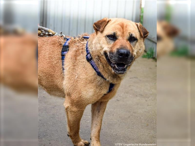 Notfall - Darcy - Shar Pei Mischlingsdame möchte endlich ankommen