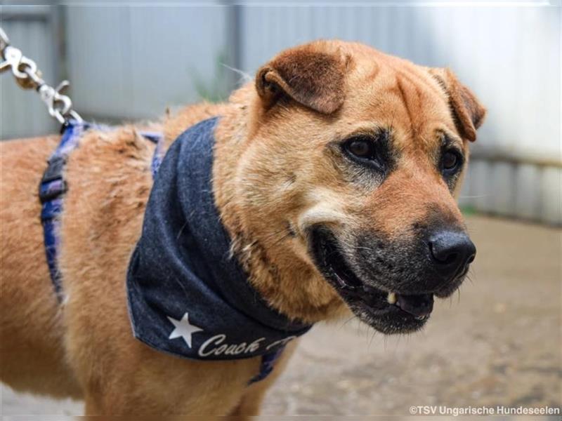 Notfall - Darcy - Shar Pei Mischlingsdame möchte endlich ankommen