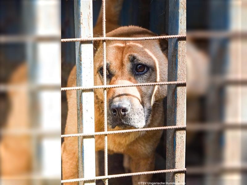 Notfall - Darcy - Shar Pei Mischlingsdame möchte endlich ankommen