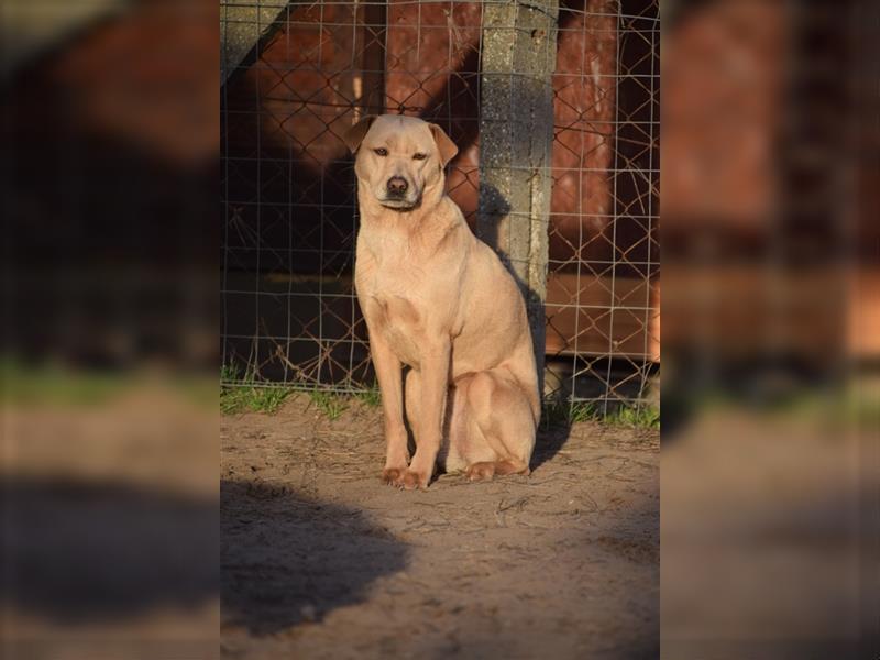 Sarah, ruhige, kluge Hundedame auf Pflegestelle in 51503 Rösrath