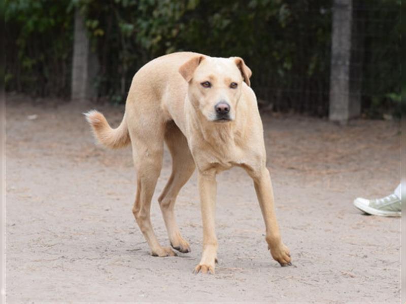 Sarah, ruhige, kluge Hundedame auf Pflegestelle in 51503 Rösrath