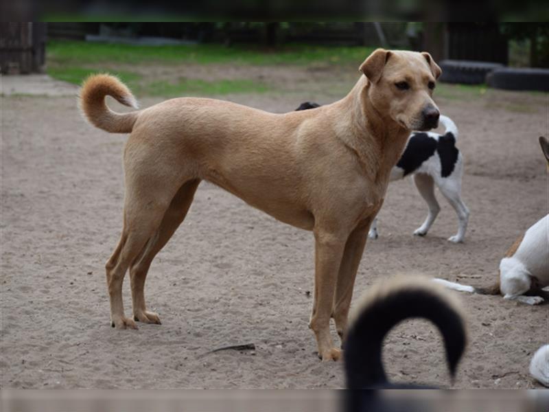 Sarah, ruhige, kluge Hundedame auf Pflegestelle in 51503 Rösrath