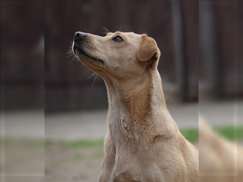 Sarah, ruhige, kluge Hundedame auf Pflegestelle in 51503 Rösrath