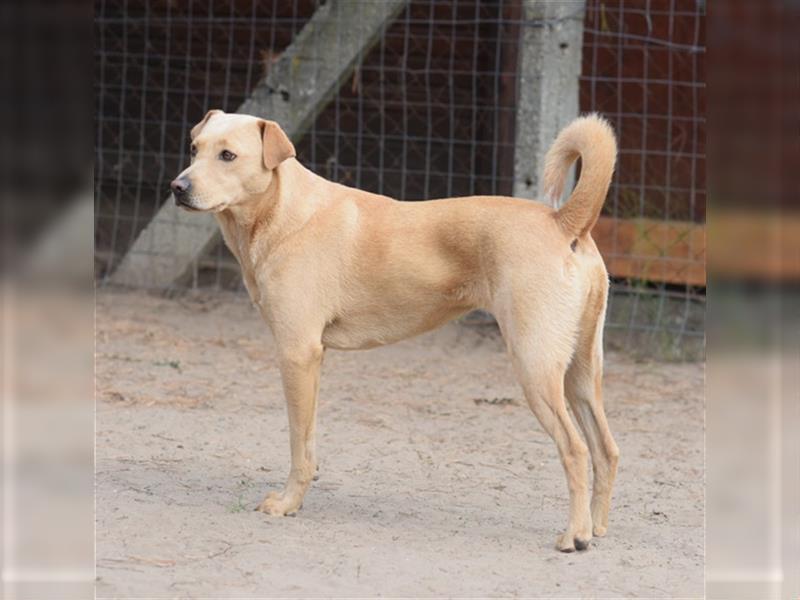 Sarah, ruhige, kluge Hundedame auf Pflegestelle in 51503 Rösrath