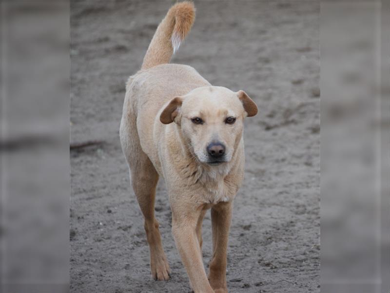 Sarah, ruhige, kluge Hundedame auf Pflegestelle in 51503 Rösrath