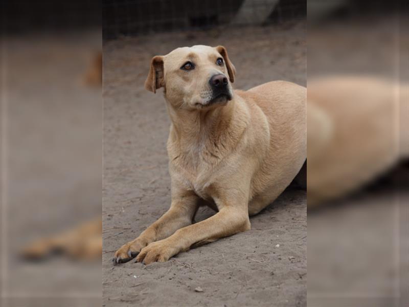 Sarah, ruhige, kluge Hundedame auf Pflegestelle in 51503 Rösrath