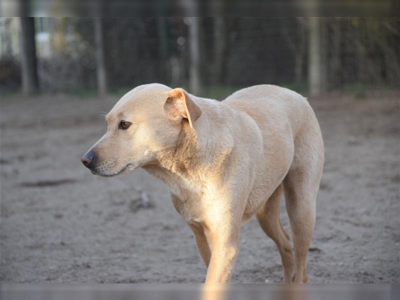 Sarah, ruhige, kluge Hundedame auf Pflegestelle in 51503 Rösrath