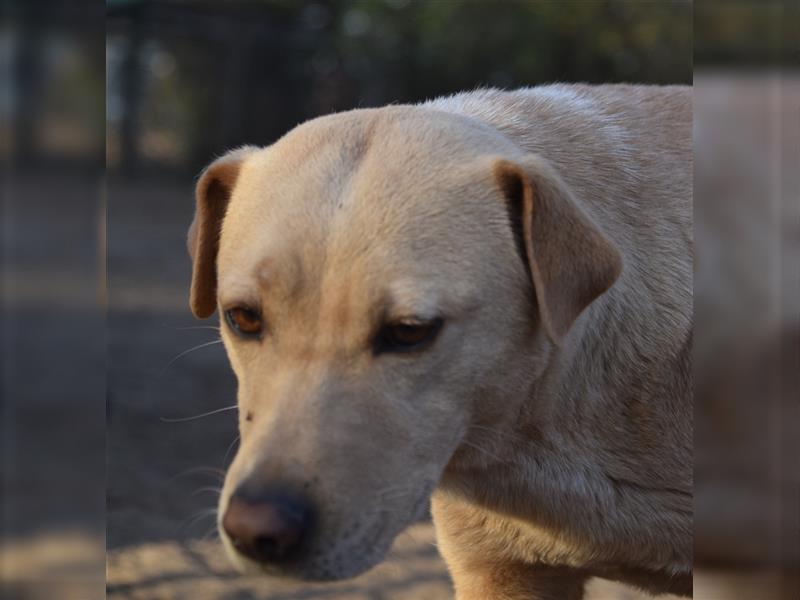 Sarah, ruhige, kluge Hundedame auf Pflegestelle in 51503 Rösrath