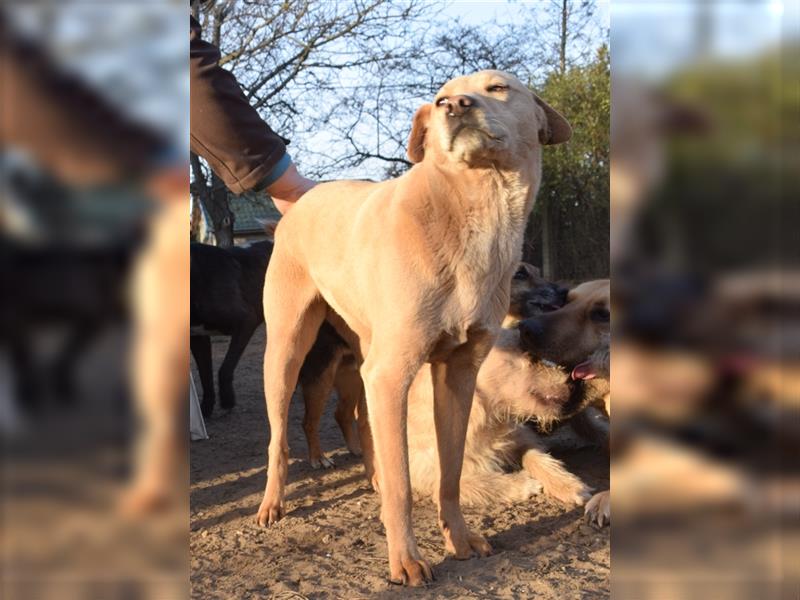 Sarah, ruhige, kluge Hundedame auf Pflegestelle in 51503 Rösrath