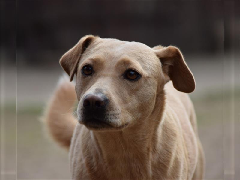 Sarah, ruhige, kluge Hundedame auf Pflegestelle in 51503 Rösrath