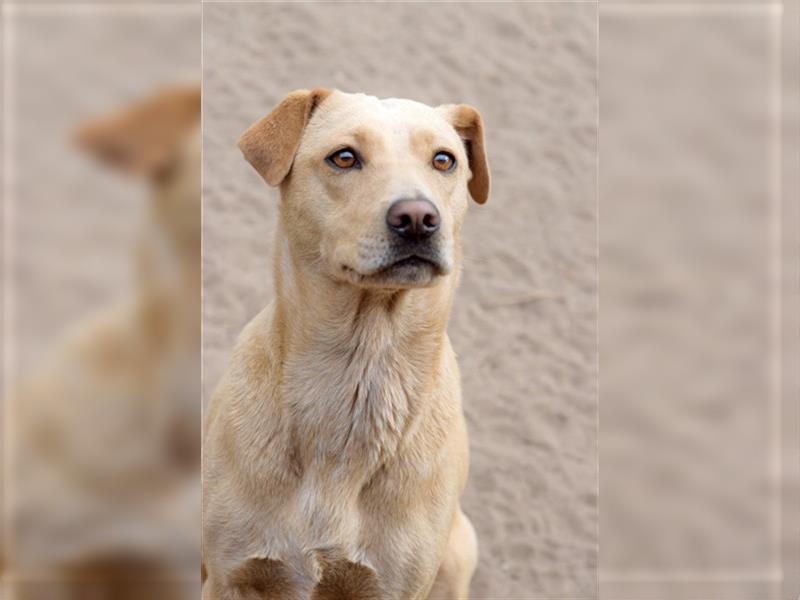 Sarah, ruhige, kluge Hundedame auf Pflegestelle in 51503 Rösrath