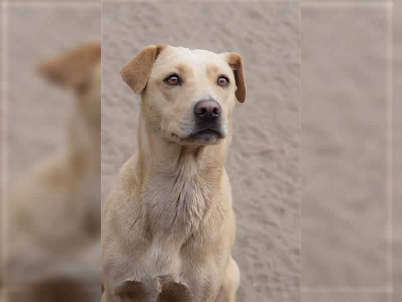 Sarah, ruhige, kluge Hundedame auf Pflegestelle in 51503 Rösrath