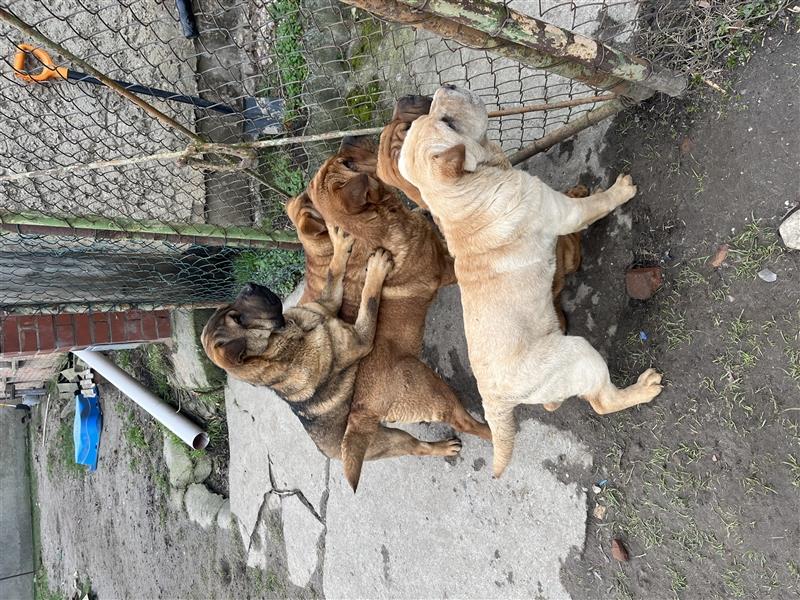 Junghunde Shar-Pei zur Abgabe bereit