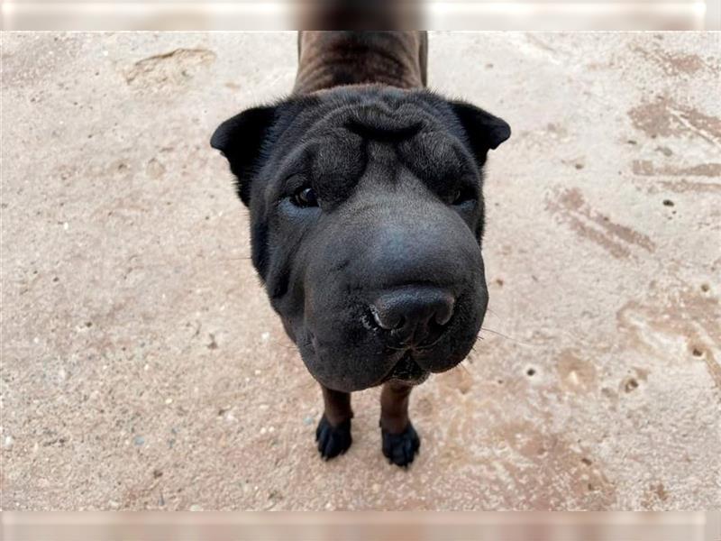 Pepa, Shar Pei Lady in Lackschwarz, liebevoll und ruhig