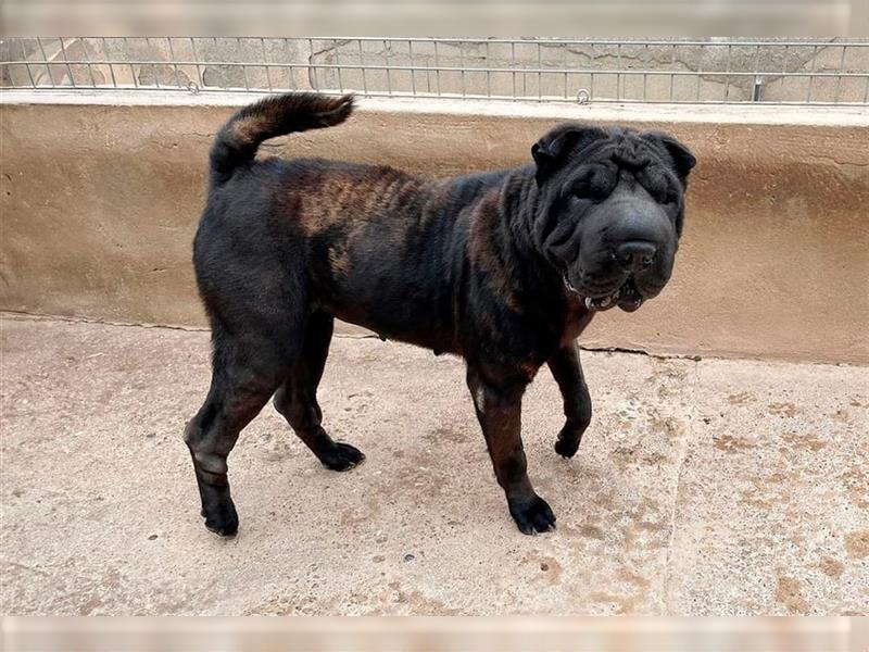 Pepa, Shar Pei Lady in Lackschwarz, liebevoll und ruhig