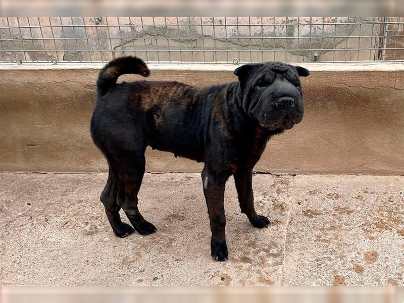 Pepa, Shar Pei Lady in Lackschwarz, liebevoll und ruhig