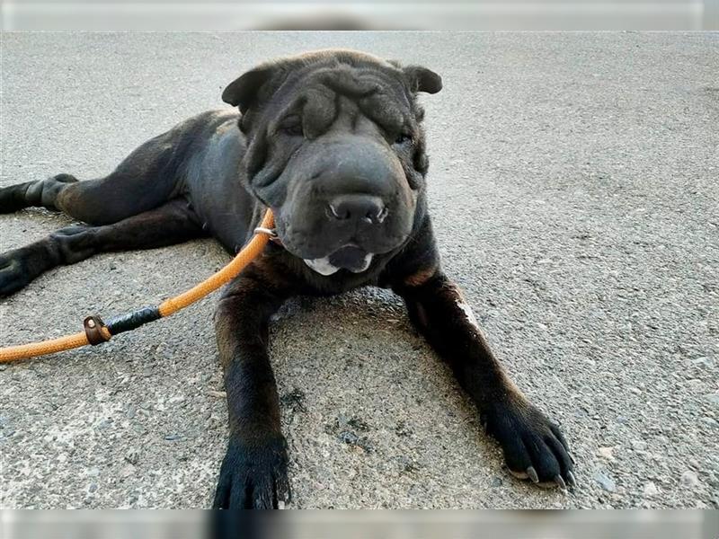 Pepa, Shar Pei Lady in Lackschwarz, liebevoll und ruhig