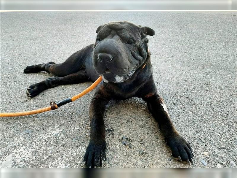 Pepa, Shar Pei Lady in Lackschwarz, liebevoll und ruhig