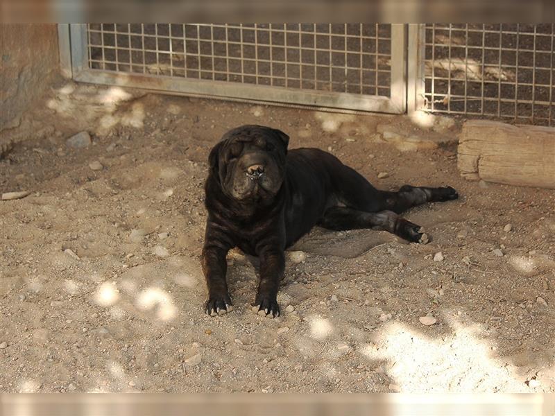 Pepa - Hündin in Spanien