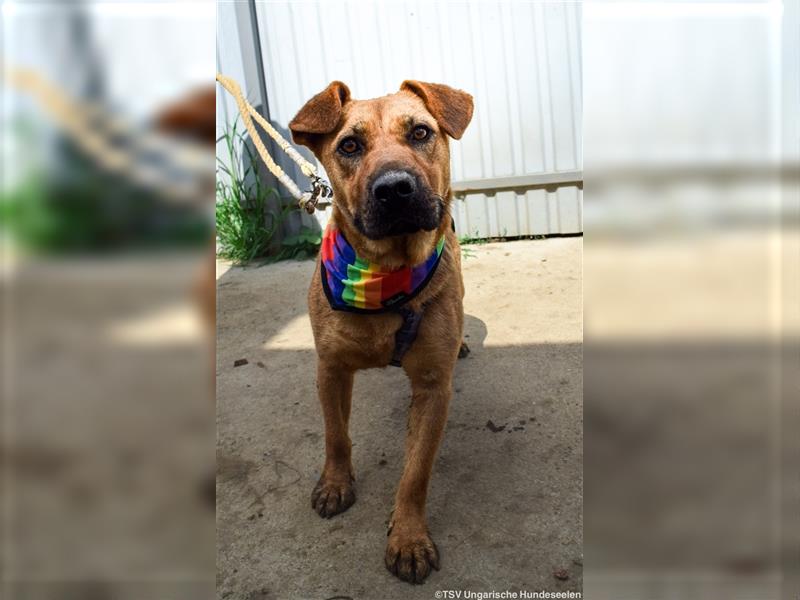 Remény - Shar Pei Mischlingsliebhaber aufgepasst!