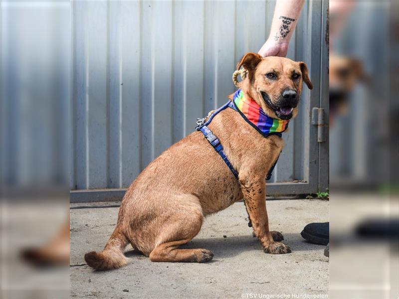 Remény - Shar Pei Mischlingsliebhaber aufgepasst!