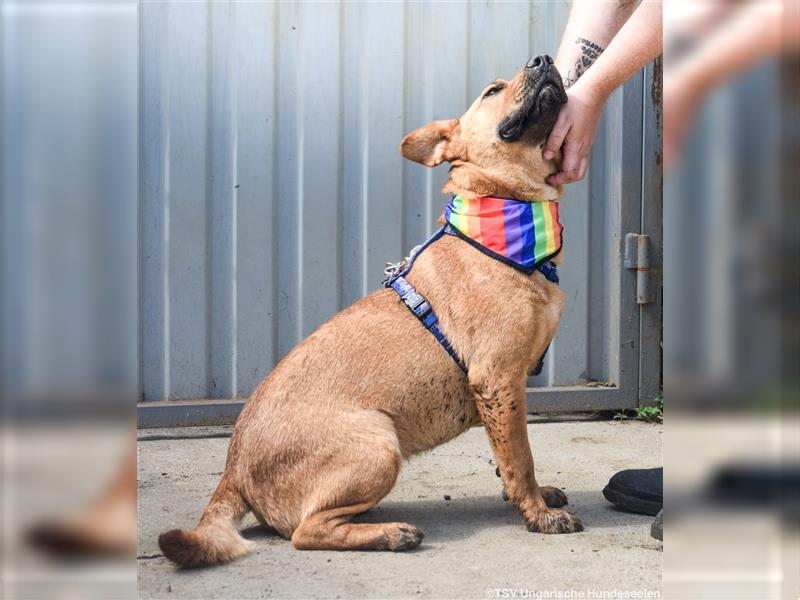 Remény - Shar Pei Mischlingsliebhaber aufgepasst!